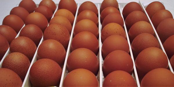 Купить инкубационное яйцо в Твери