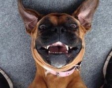 ТОП-10 самых смешных приколов в интернете