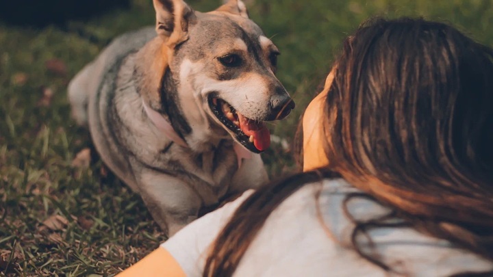 Общение с собаками улучшает работу мозга людей