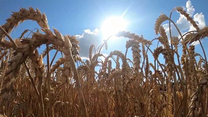МИД РФ: Запад препятствует реализации российской части зерновой сделки