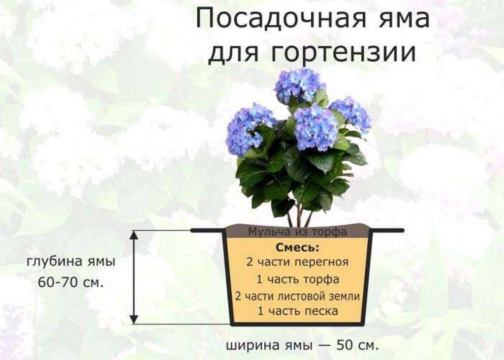 Схема посадки гортензии метельчатой