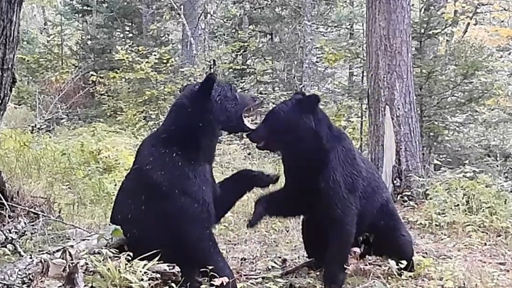 Затяжной поединок молодых медведей попал на видео в Приморье