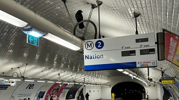 Parisien: в парижском метро уже два месяца не могут поймать ворону
