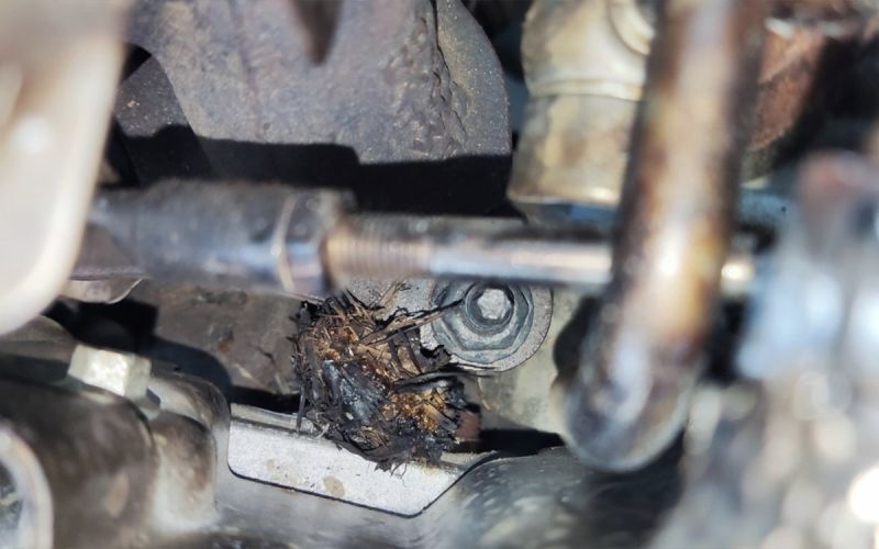 GAC объяснил возгорание своего кроссовера в Саратове гнездом под капотом