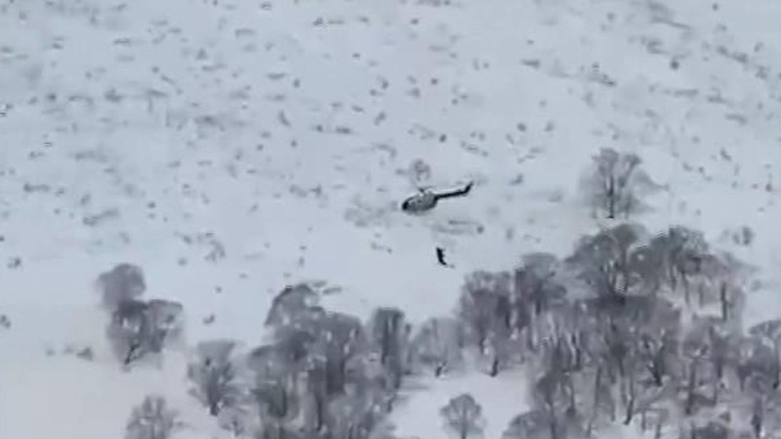 К незаконной охоте на медведей на Камчатке может быть причастен следователь СК