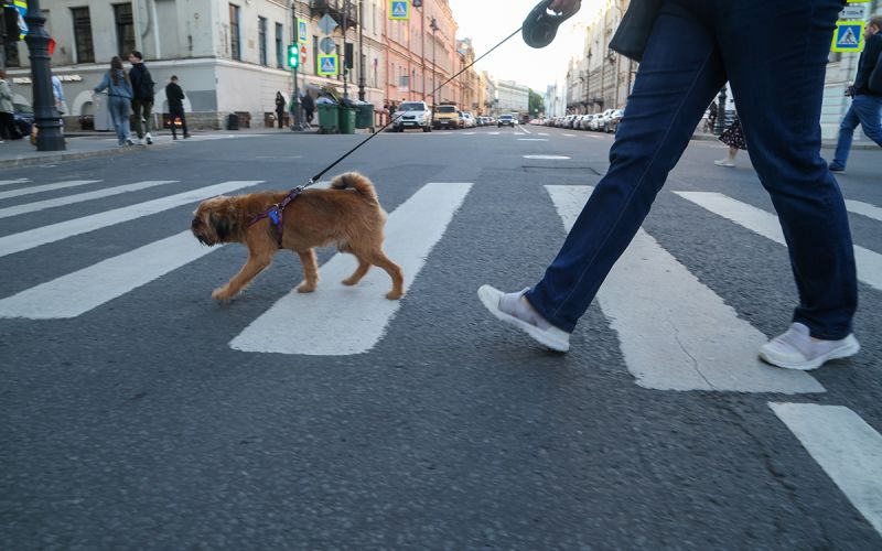 
            «Умные» камеры, нейросети, светофоры-шпионы: чего бояться водителям
        