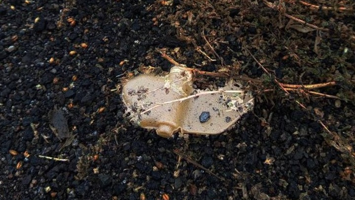 ВСУ разбросали по курскому селу мины "Лепесток"