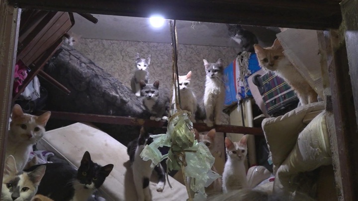 Из квартиры-свалки москвички спасли около 15 кошек в обезвоженном состоянии - Новости на Вести.ru