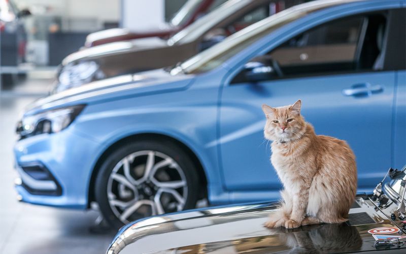 
            В России перестали покупать новые автомобили. Эксперты назвали причины
        