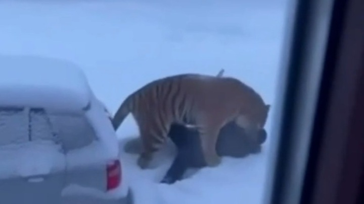 Автору ИИ-видео с нападением тигра на человека в Приморье грозит штраф - Новости на Вести.ru