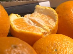 Диетолог Стародубова: переедание мандаринов может привести к псевдоаллергии — Новости на Вести.ru