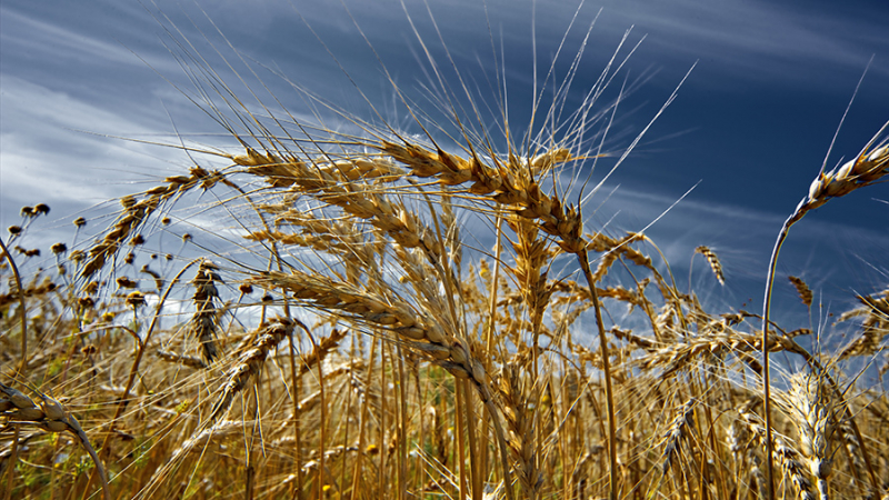 Аграрии сократили продажи зерна за рубеж