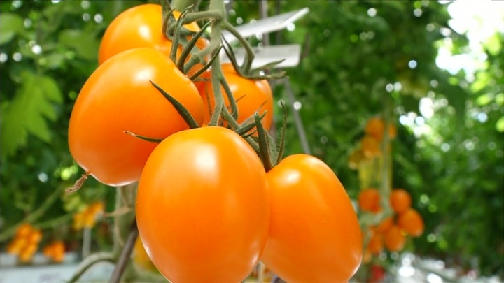 Ученые-селекционеры Краснодарского края создают новые сорта овощей